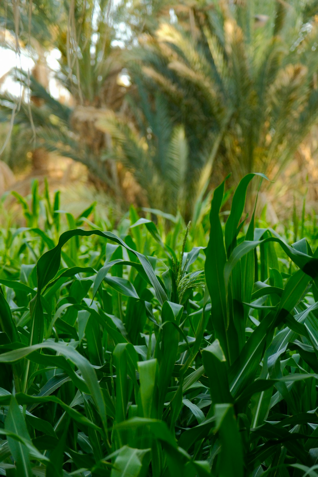 Agricultural Products